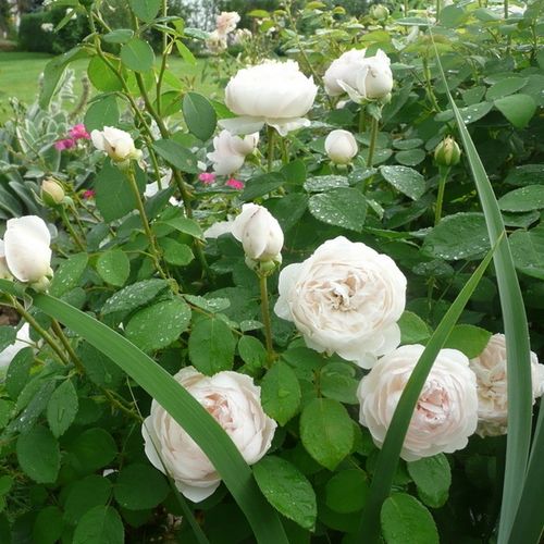 Bílá s jemným krémovým odstínem - Stromkové růže, květy kvetou ve skupinkách - stromková růže s keřovitým tvarem koruny